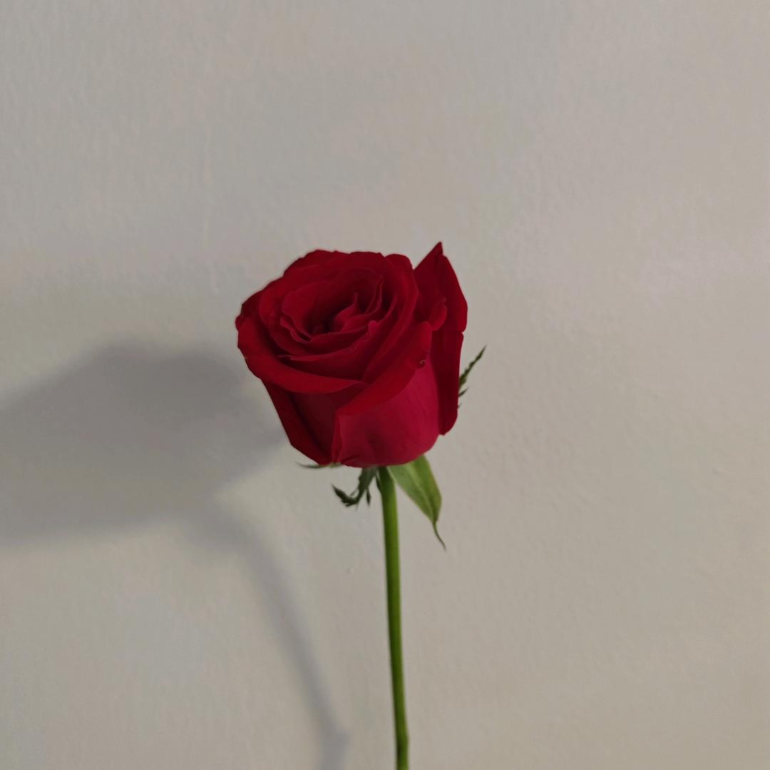 草莓味的奈奈sq