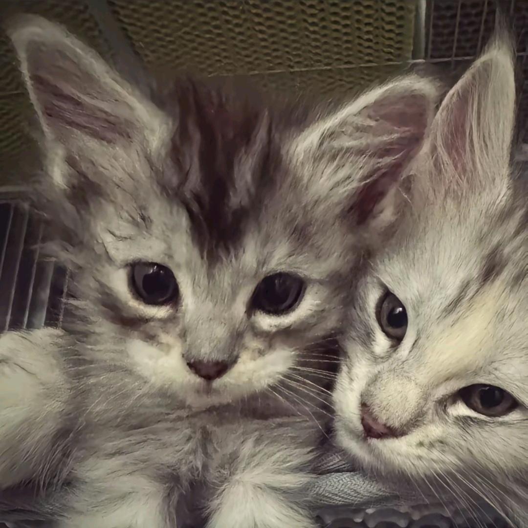 如何驯服自己的头发