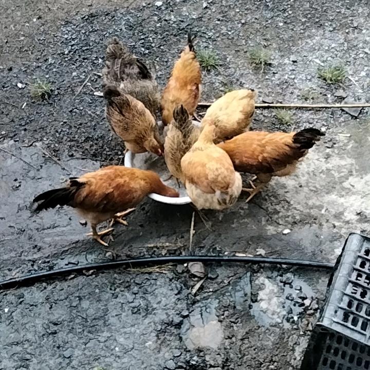 洋洋在农村