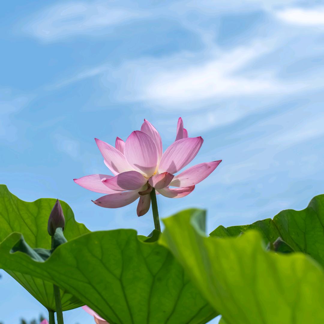 杨凌沐光摄影