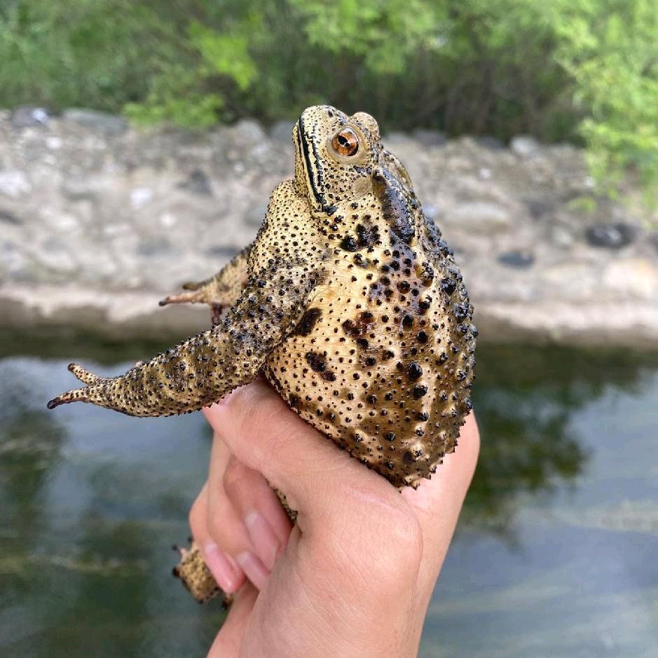 蟾蜍养殖（可合作）