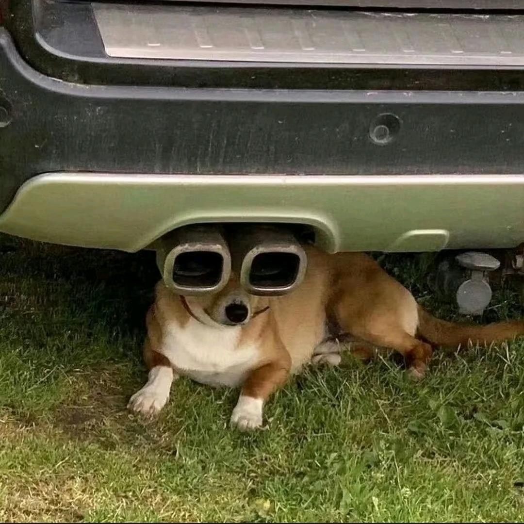 卷毛不卷