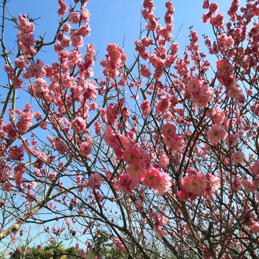 🌺梅子🌺