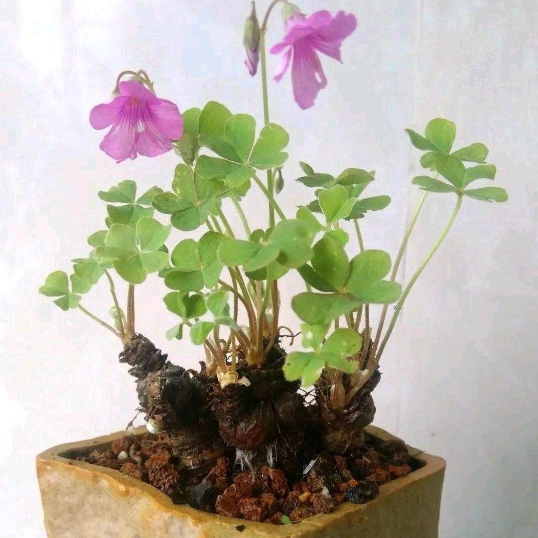 小韵花卉