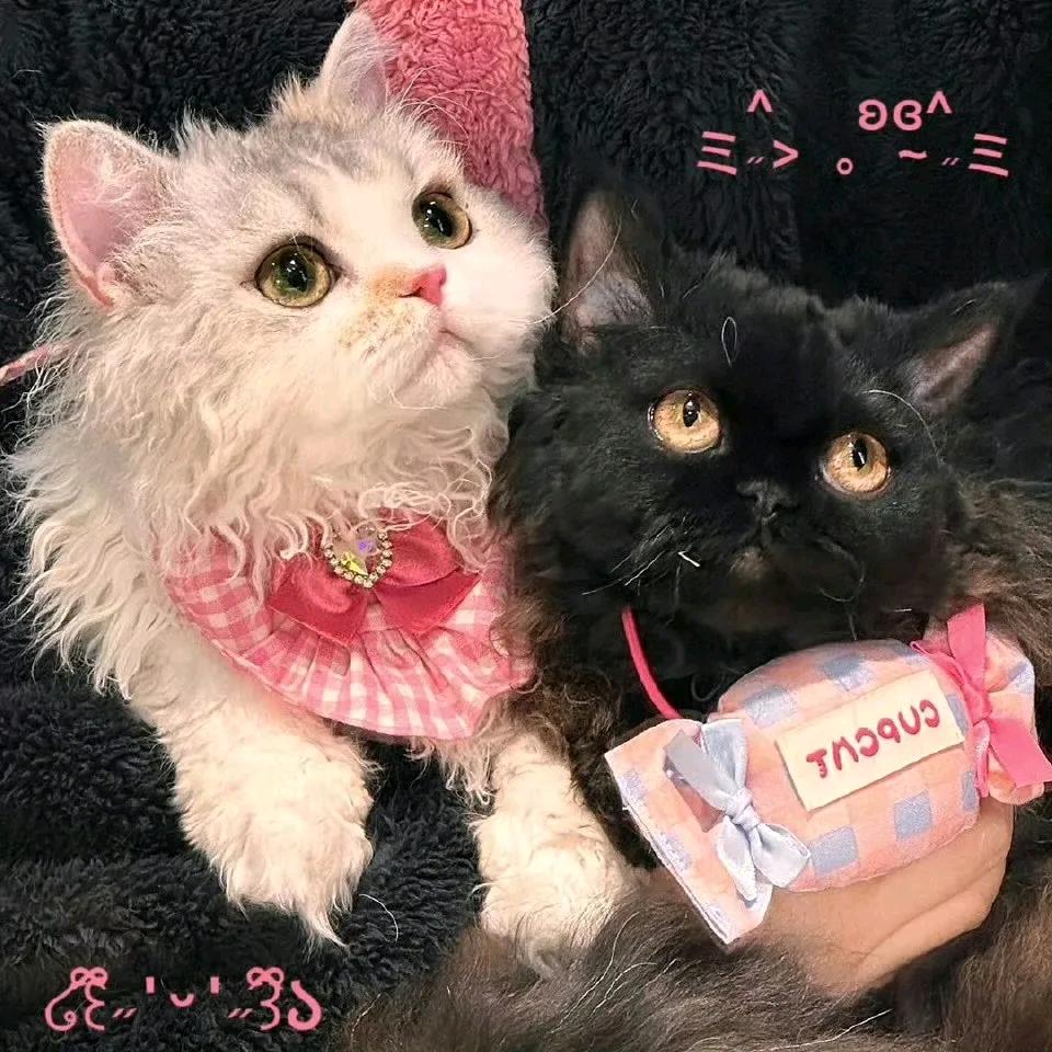 困了就想睡✨💤哈哈哈哈！