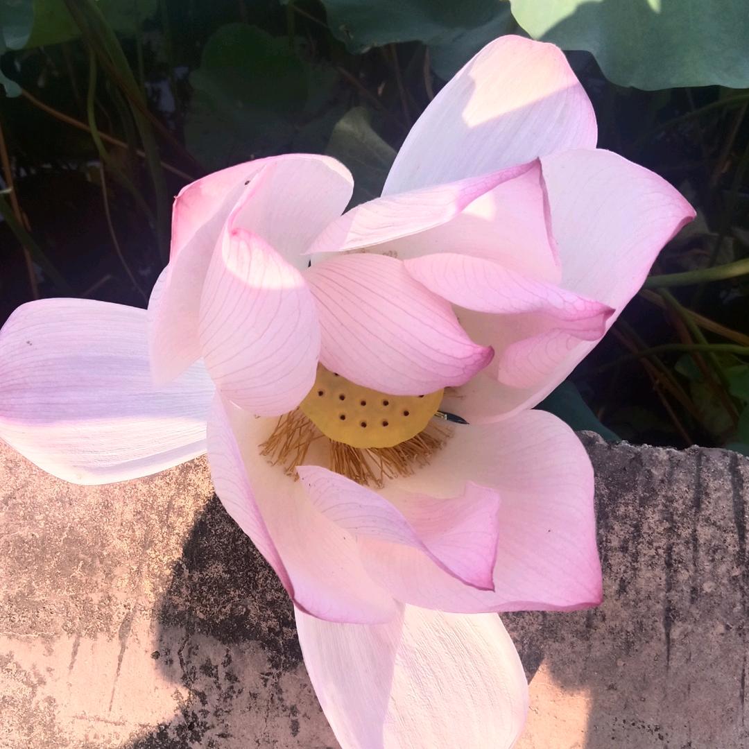 ∮♞努力 为明天※