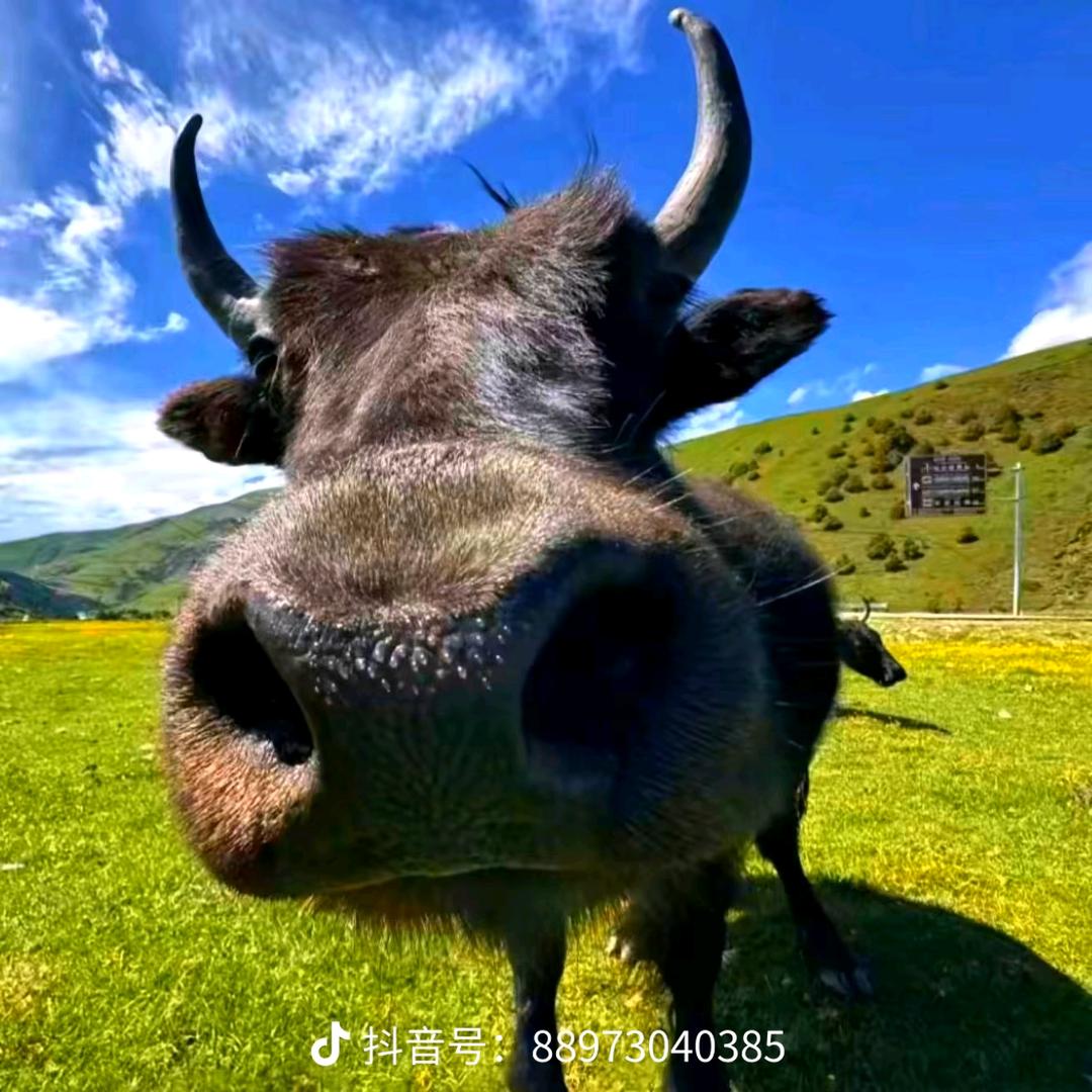 今天你马枪了嘛