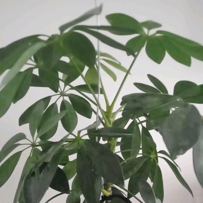 幸福一生725