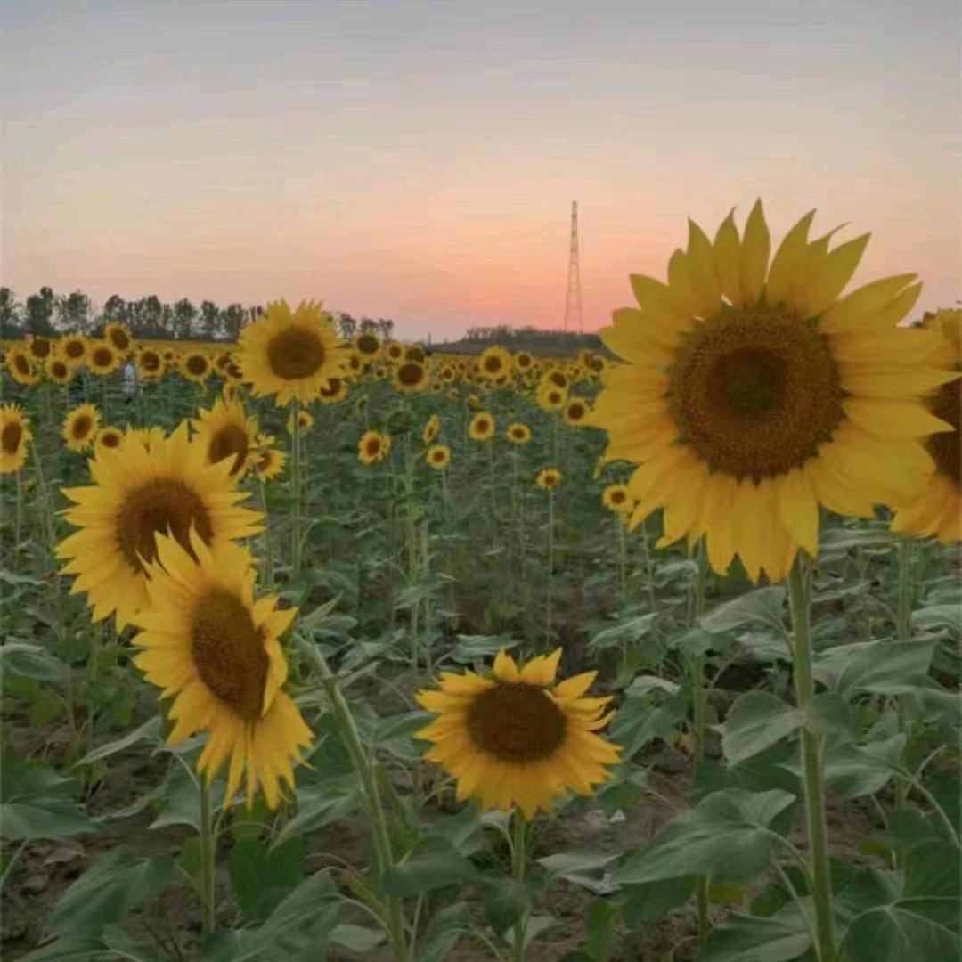 雲三叔