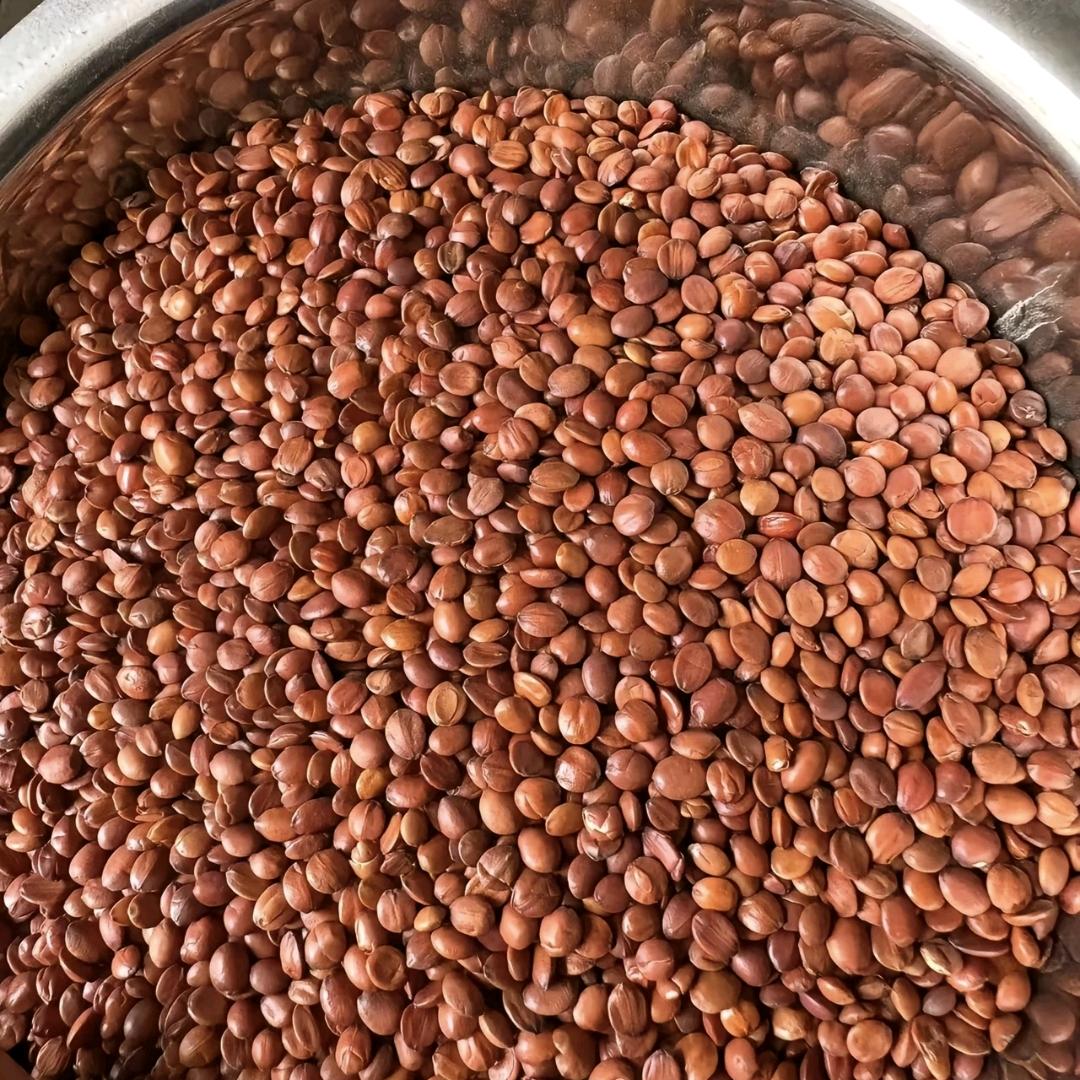 草果王　 　  ╲　　༽