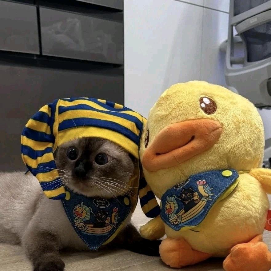 可比克 •᷄ᯅ•᷅