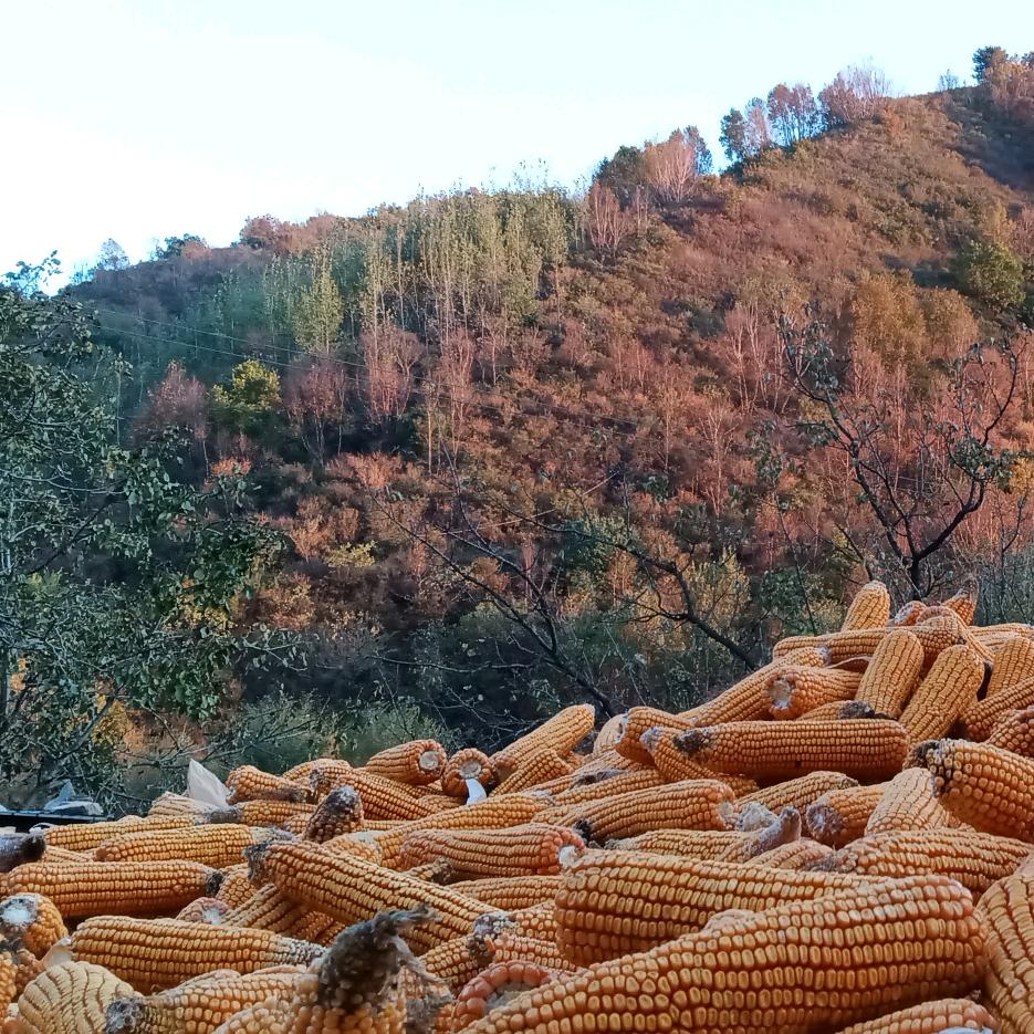 我是山上一棵树