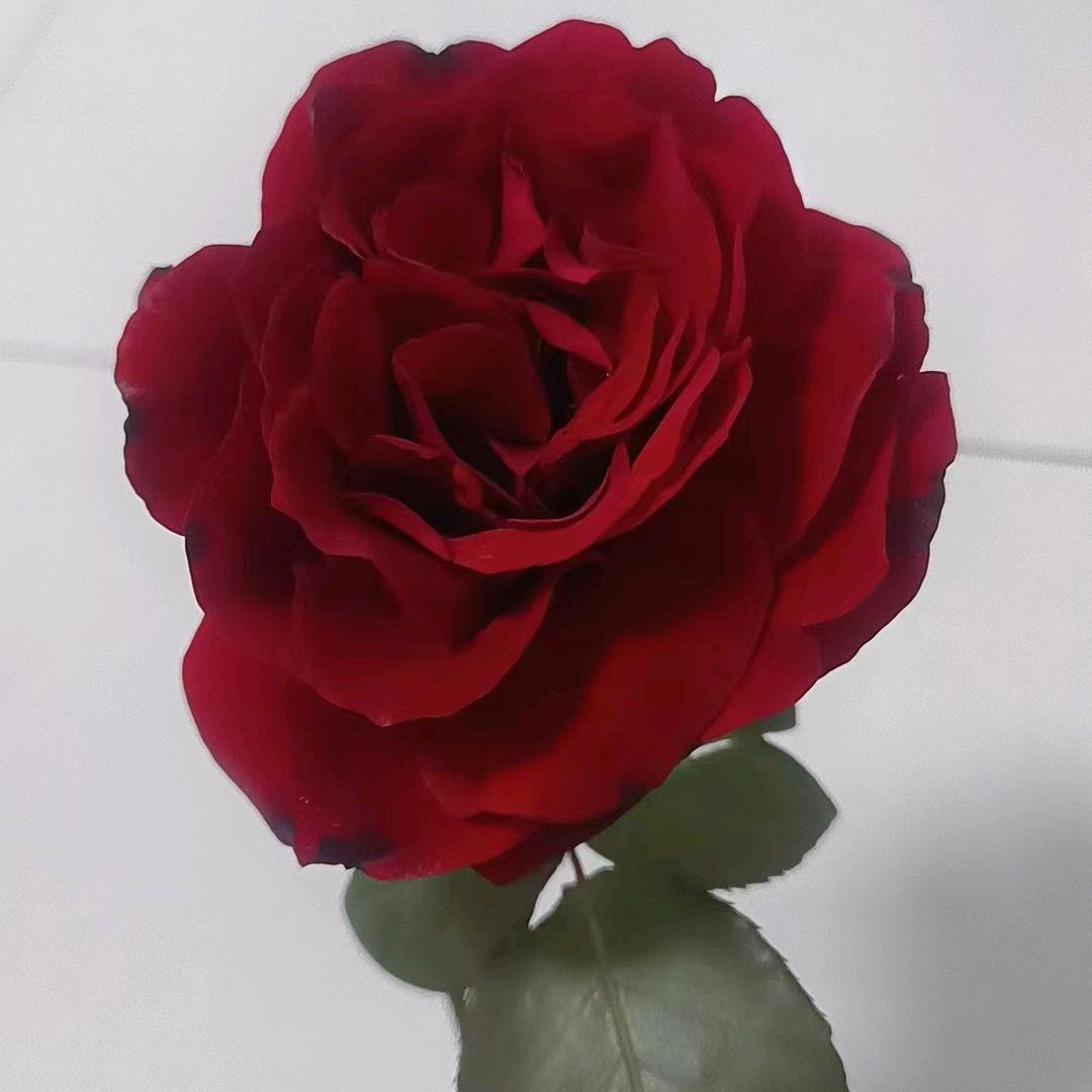 ℒᎭℯ⃝小幸🥀ꦿ꯭运ℒᎭℯ