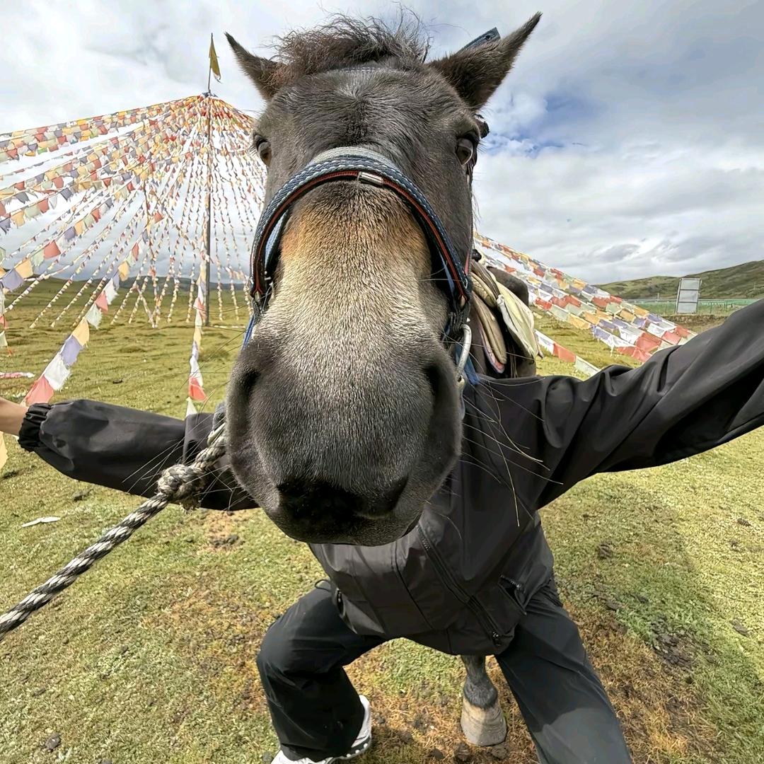 顶着一张大驴脸
