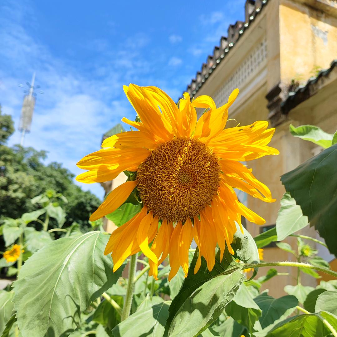 四川升学唐老师