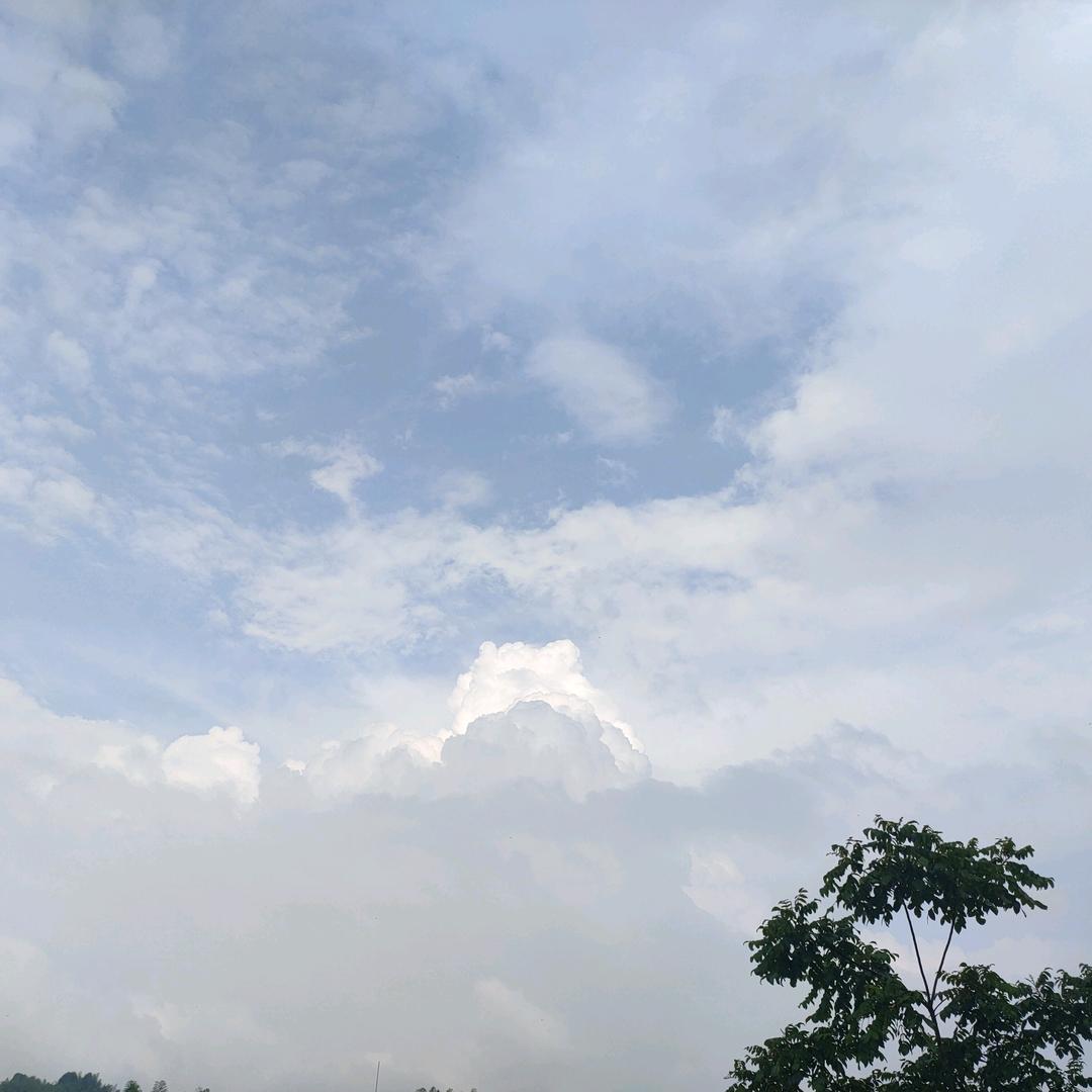 小意达的花儿