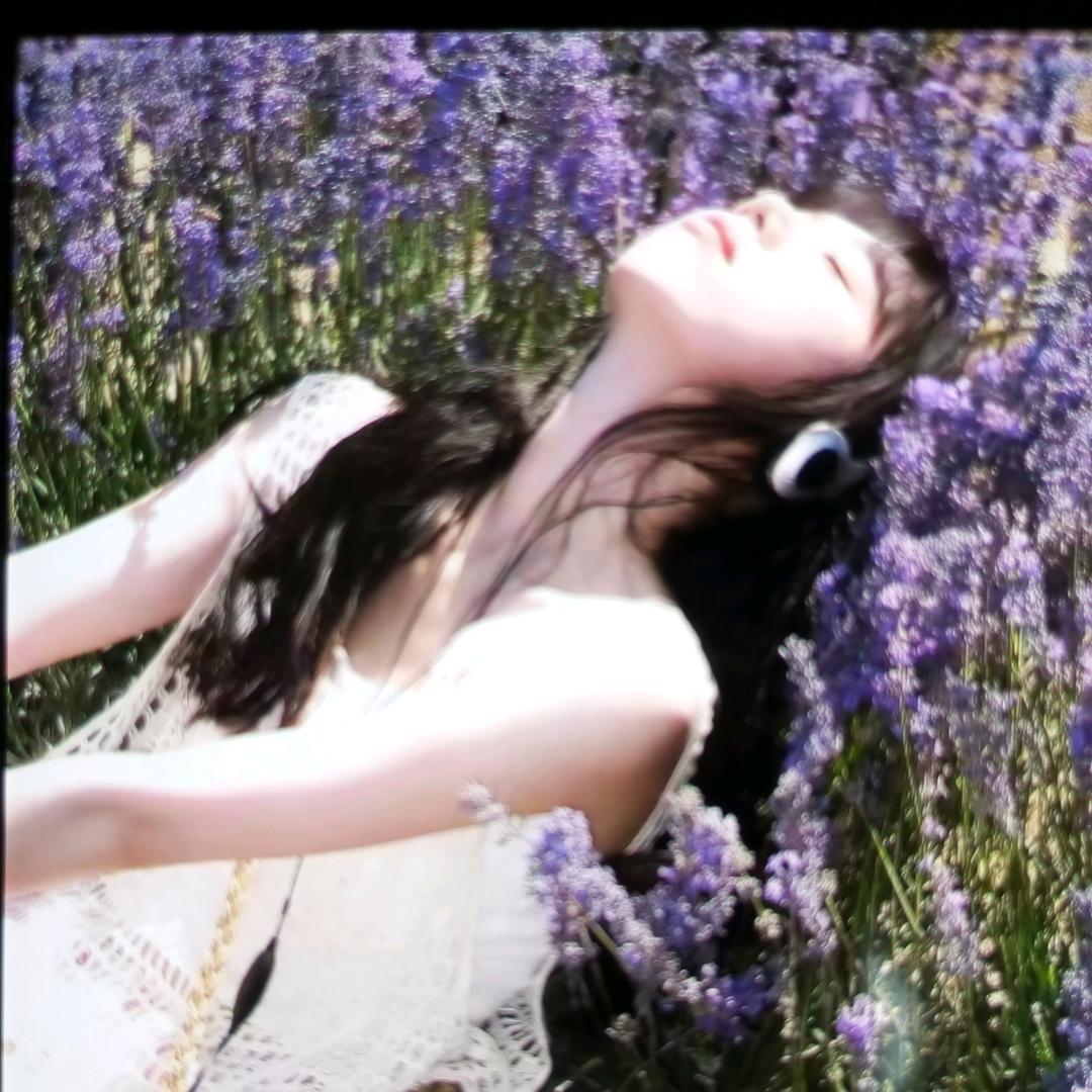 紫爱薰衣草