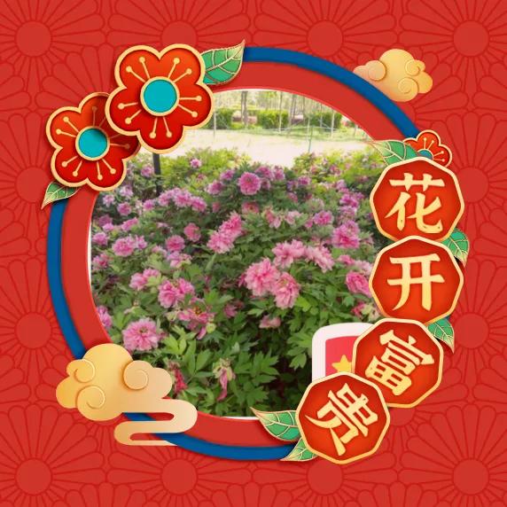 清雅淡然