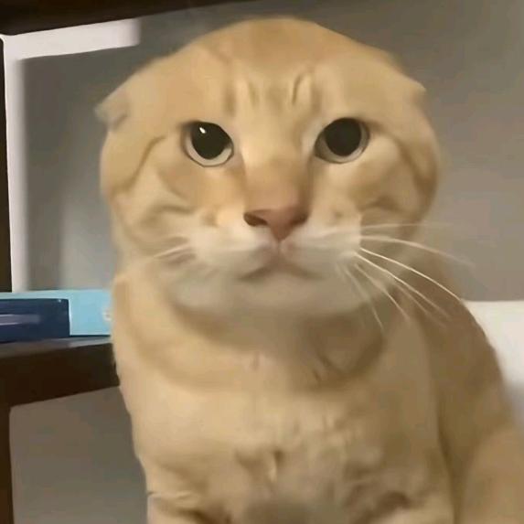 蓝莓糖小超