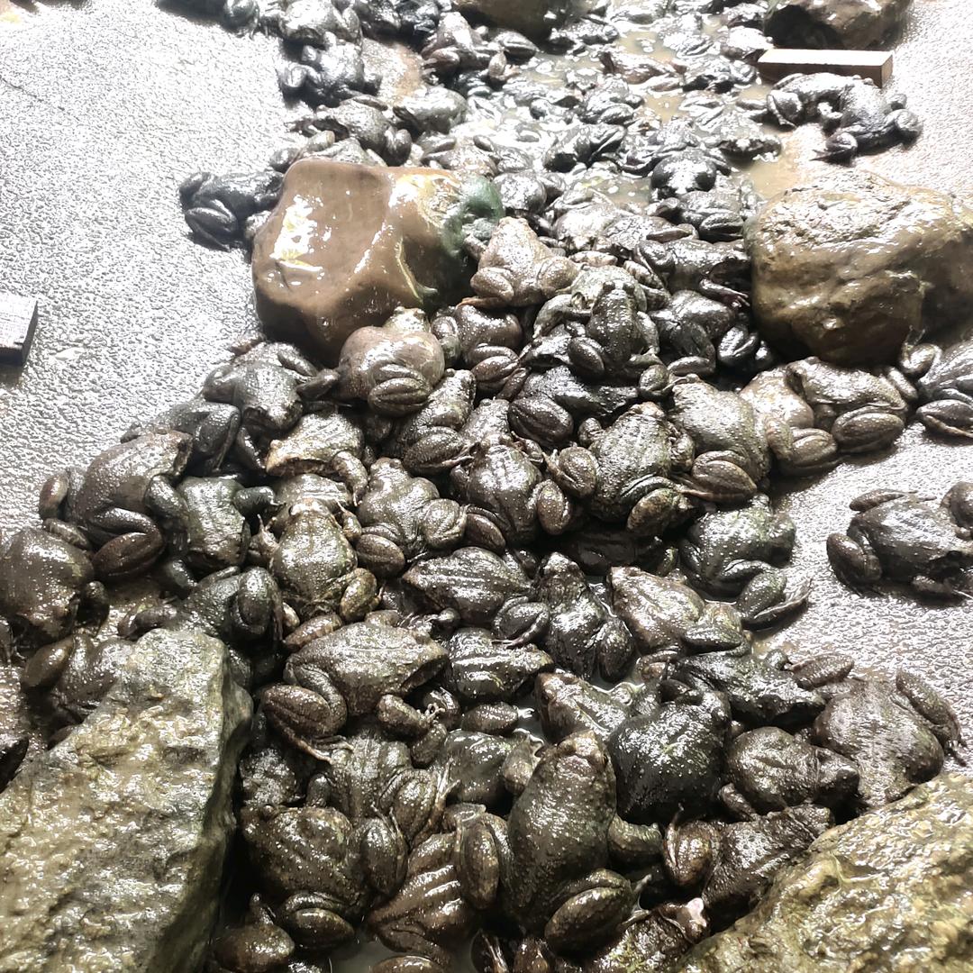 石门县骆祥石蛙生态养殖场