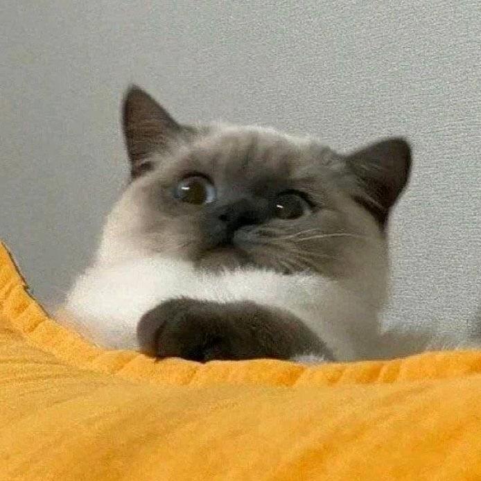 橘子追剧