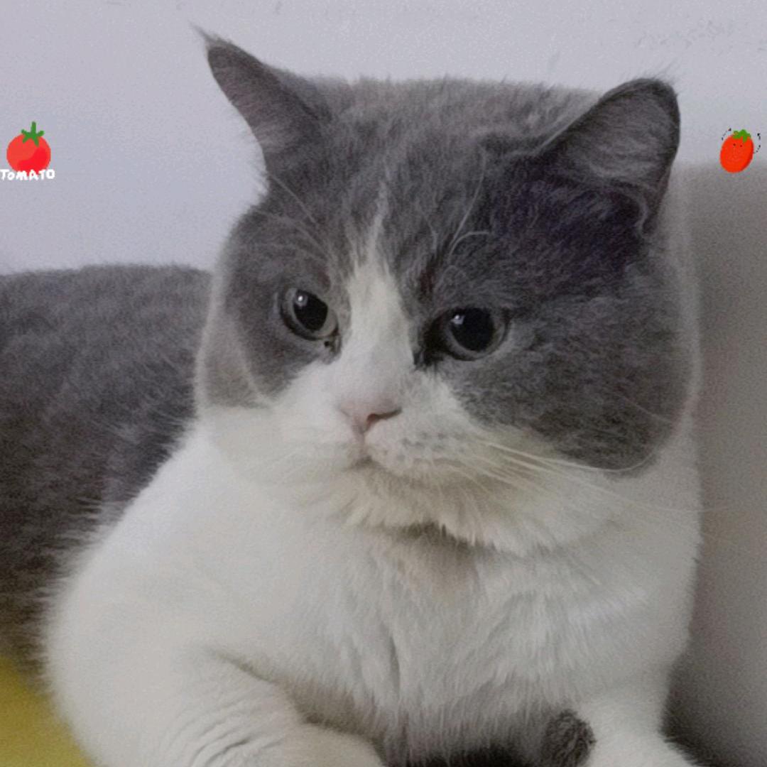 大毛虫