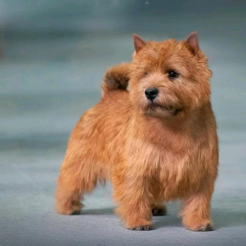 维尼的朋友圈