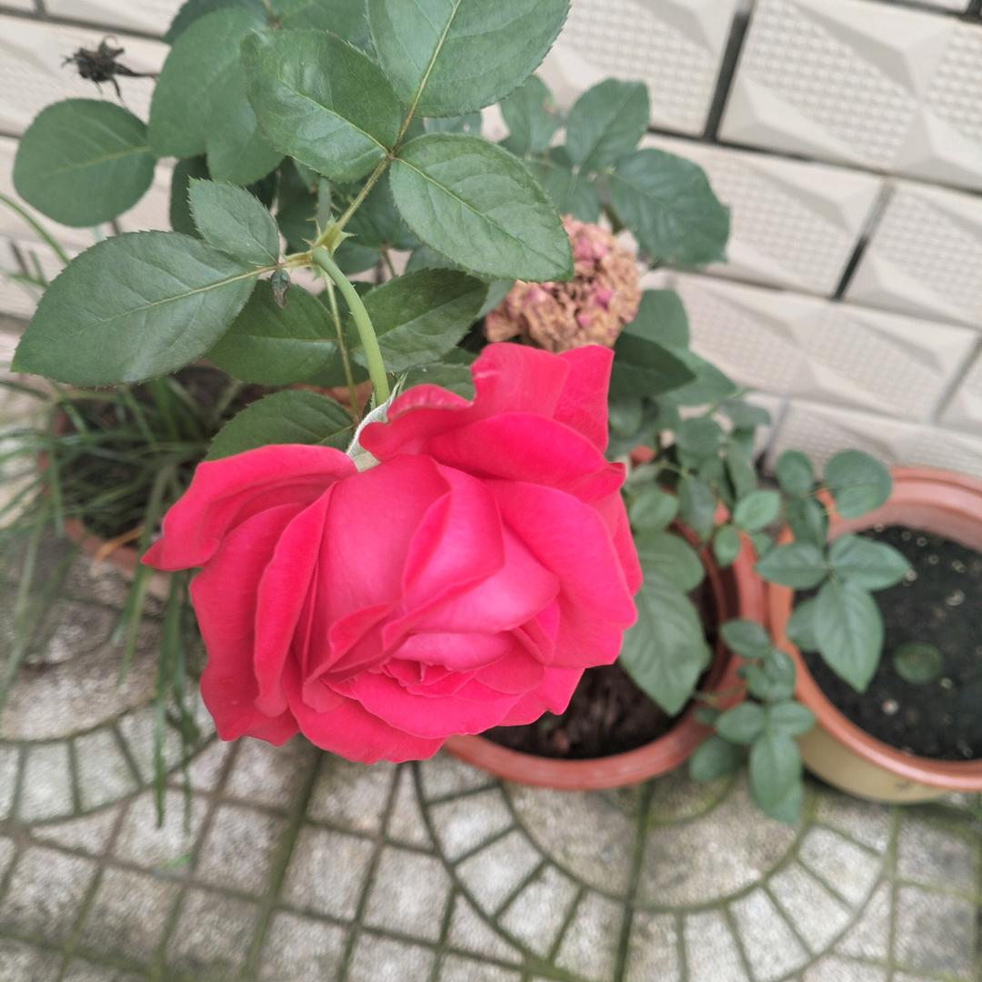 梦想成真
