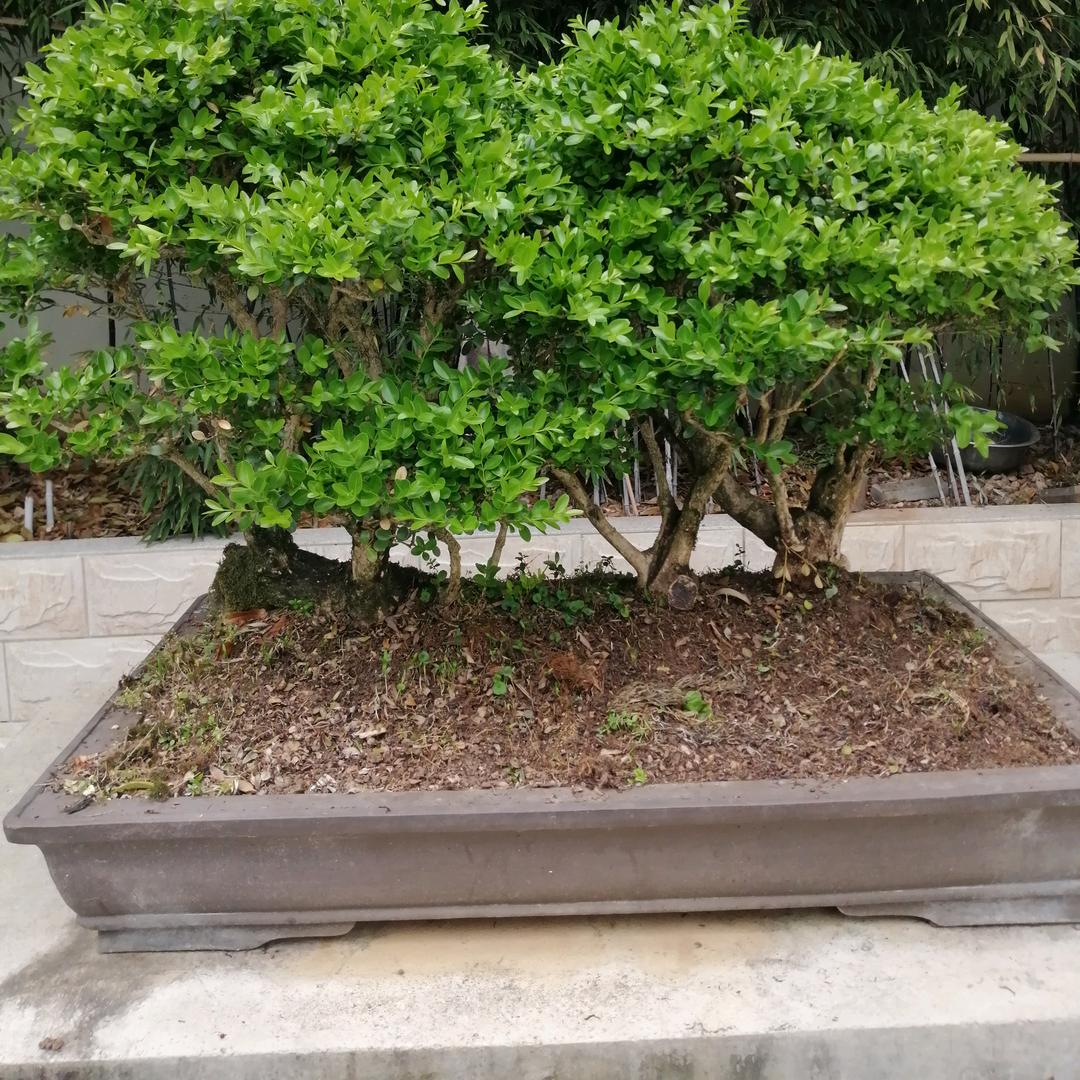 爱情不变
