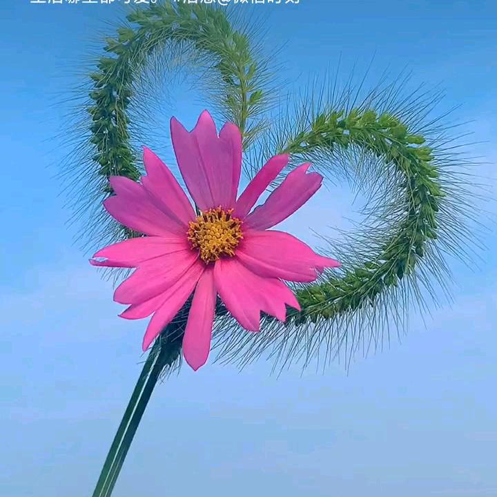🌷傻🌷丫🌷头🌾🌾🌾
