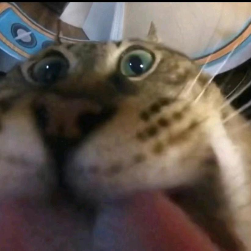 鸦隐