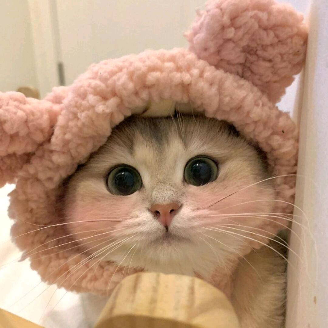 三只小羊～～～
