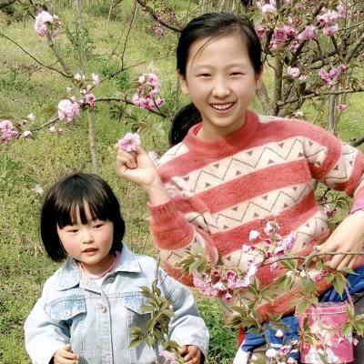 梧桐思语