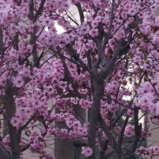 吉祥