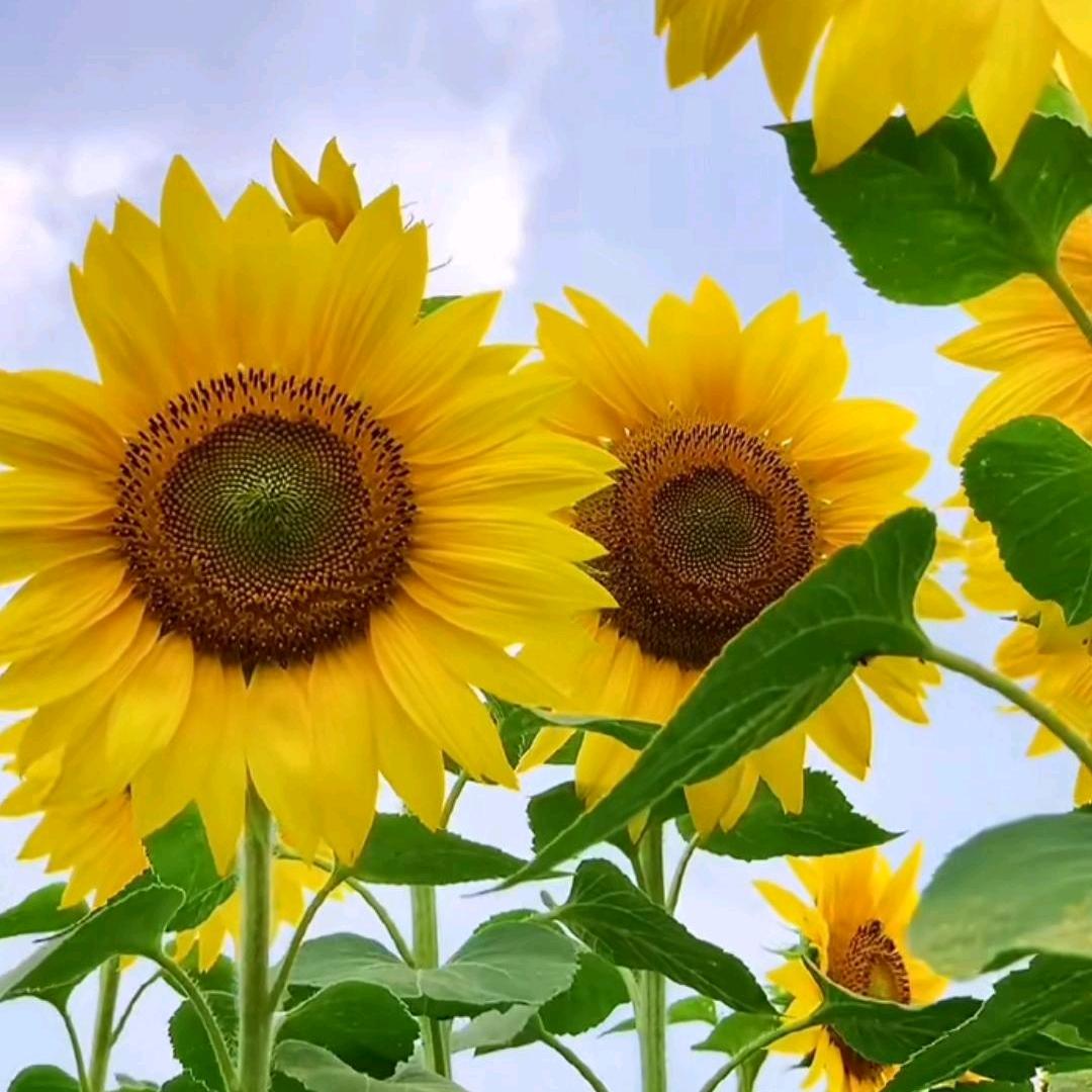 每天好🧡情