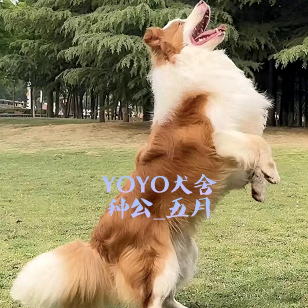 骄牧犬舍CKU犬舍