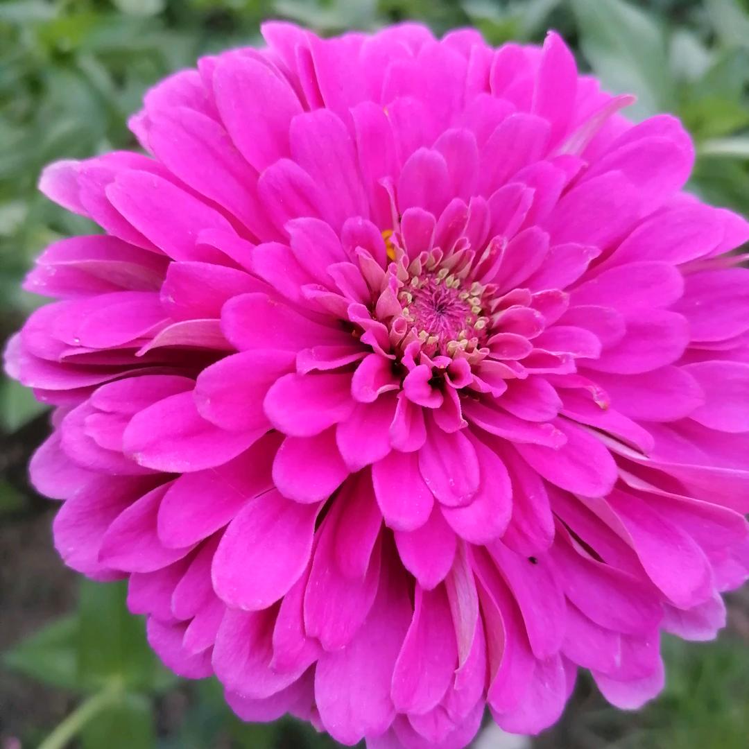 🍁🍁叶子🌿🌿