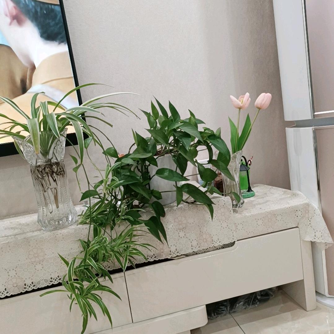 芮汐
