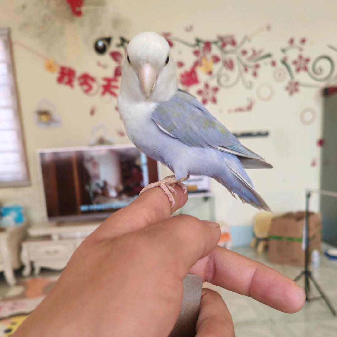骑马牵个猴