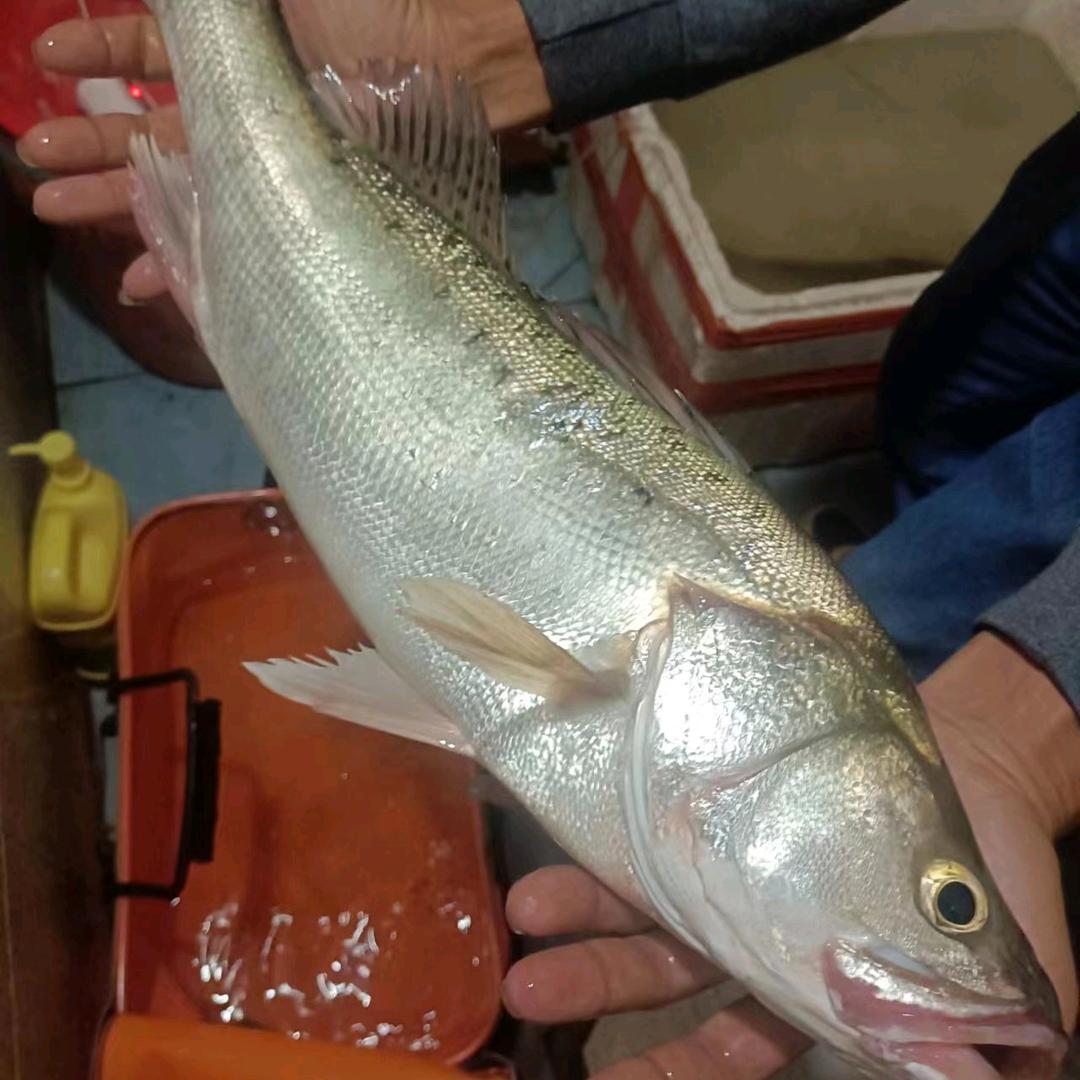 🌈乡村，锋哥爱钓鱼🌈