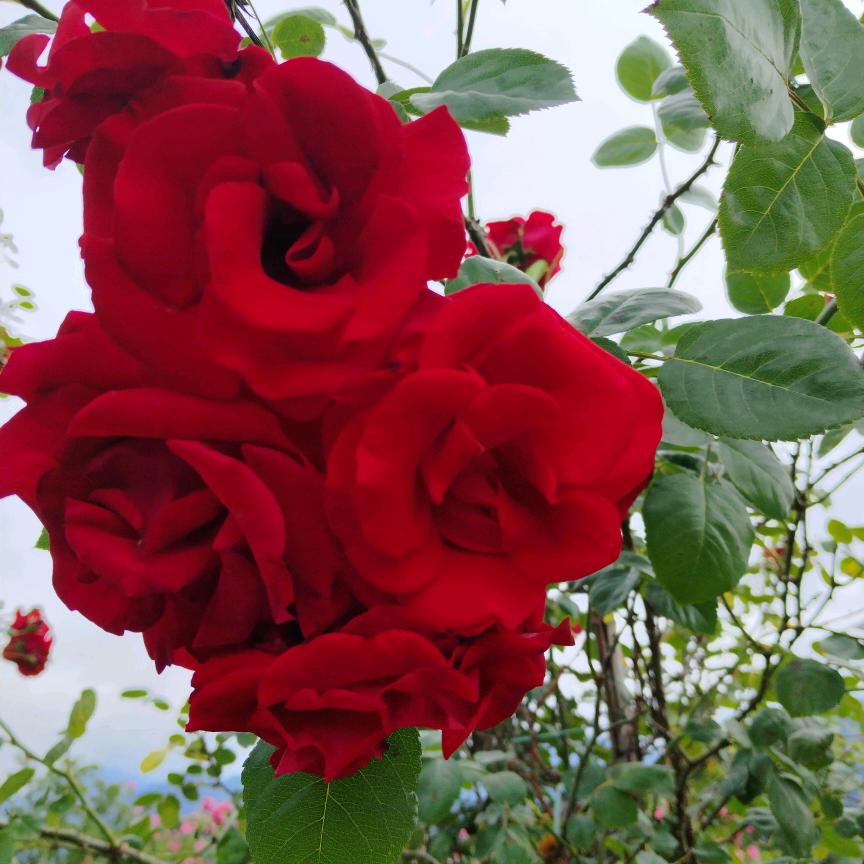 💔汉阴的飘妹💔