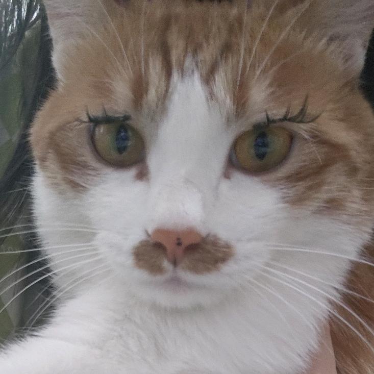 松杨