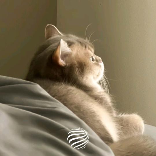 你是猪呀313