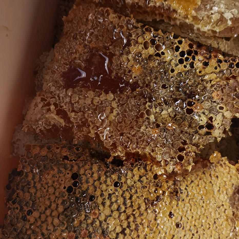 蜜语蜂情🐝🐝