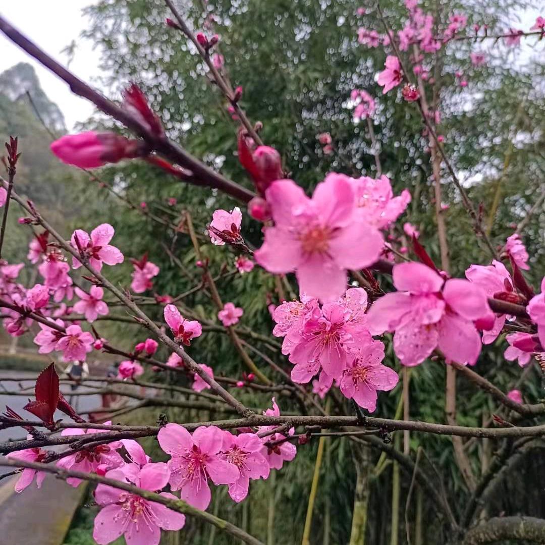 飞