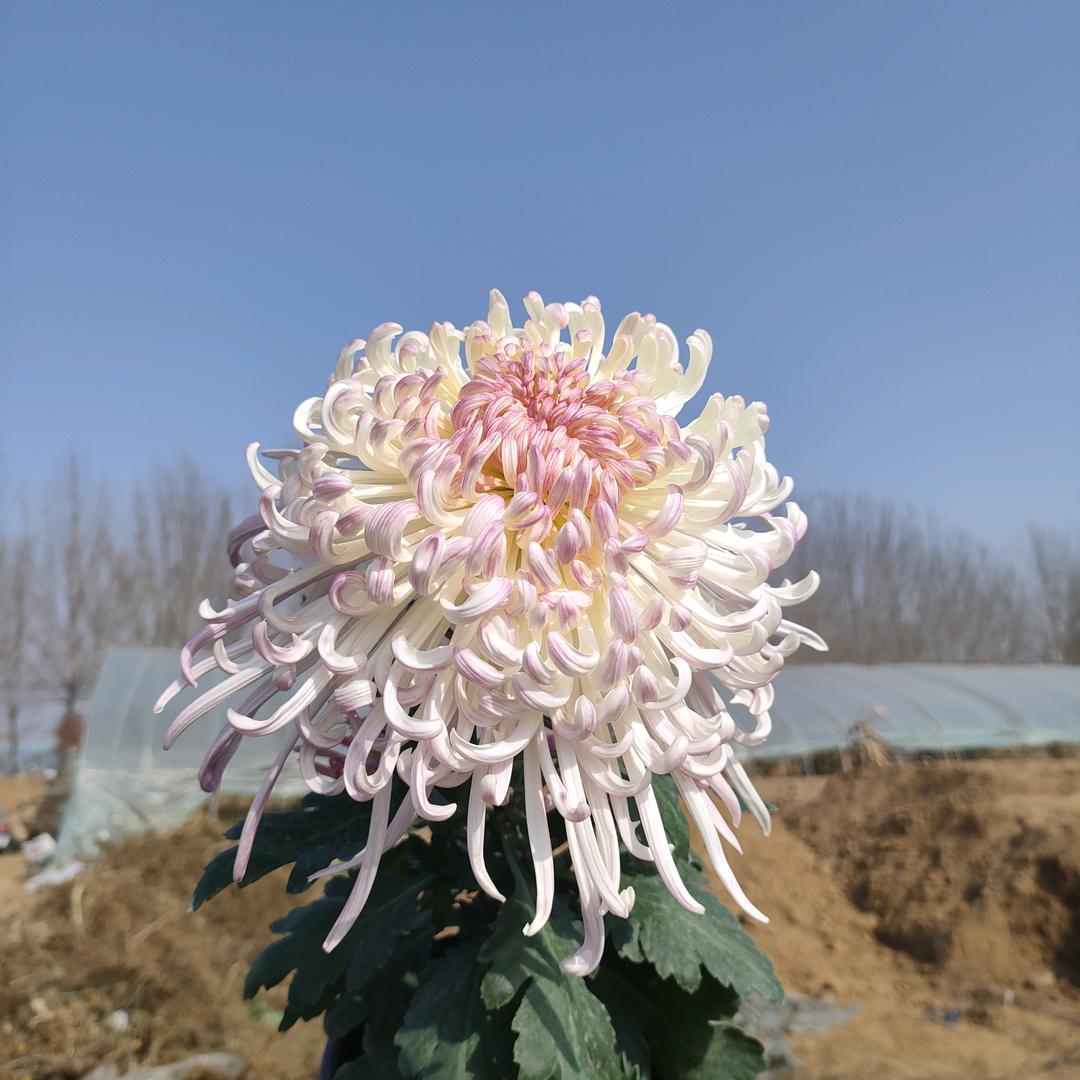 顺欣花卉基地