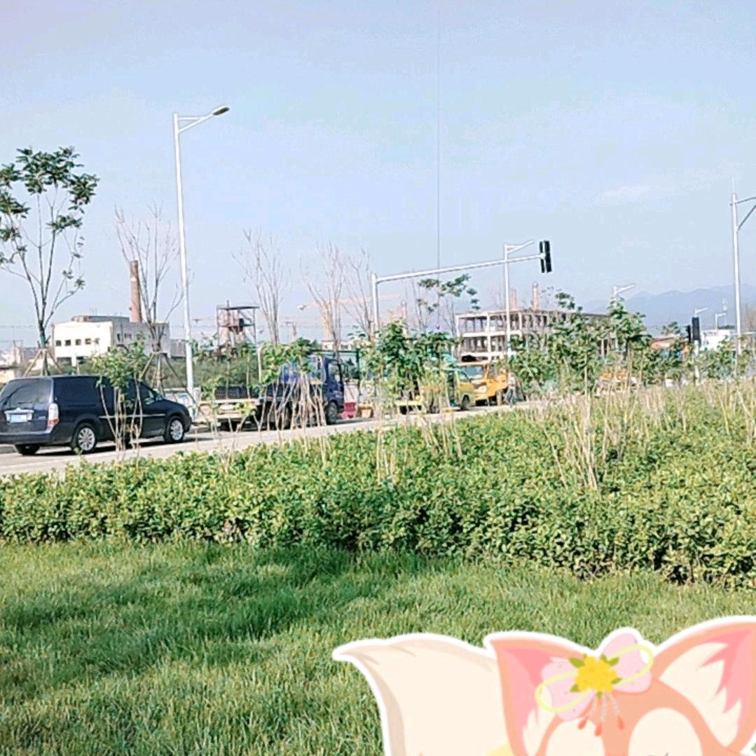 美元