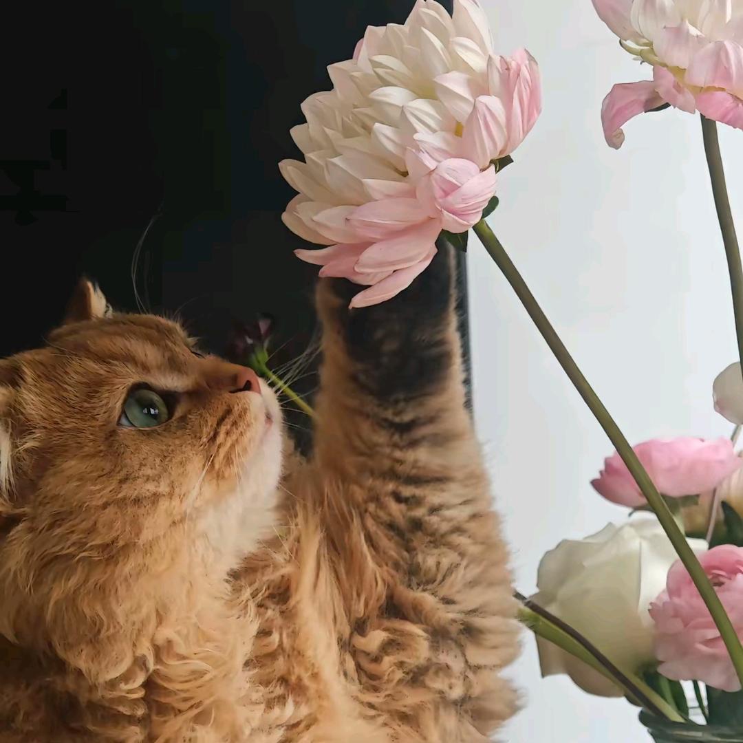 白粥配榨菜