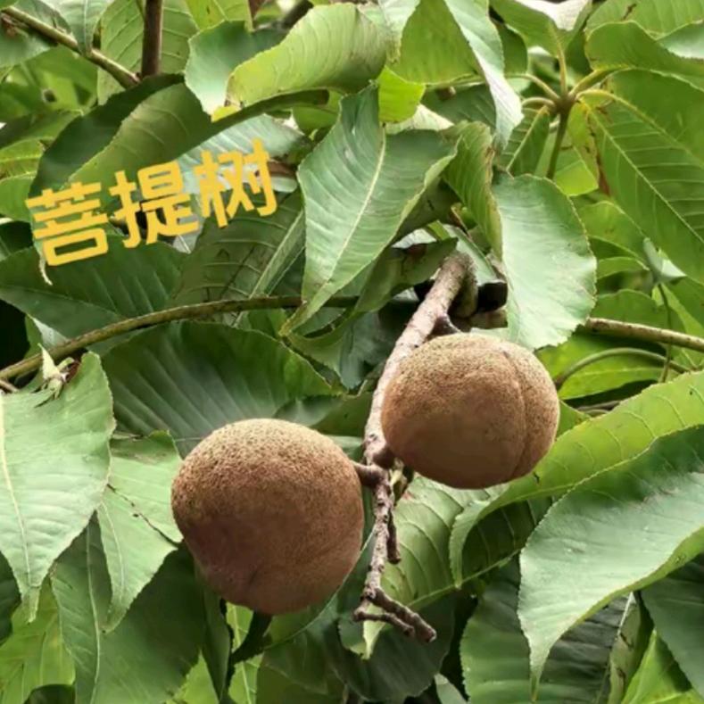 蒲提树下