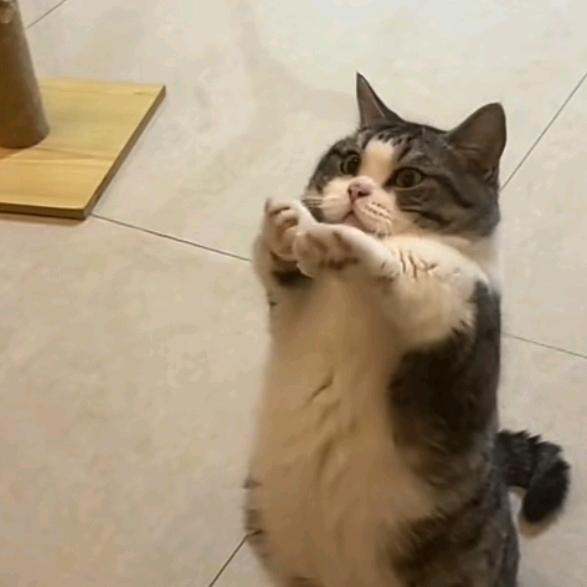 苏爱